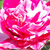 Roze - wit - Bodembedekkende rozen - Gaudy™
